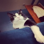 Tucker Paw